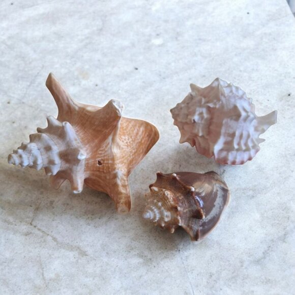 Seashell Decor Beach Nautical Ocean Real Small 3 to 5 Inch Spikes Smooth - Picture 7 of 7